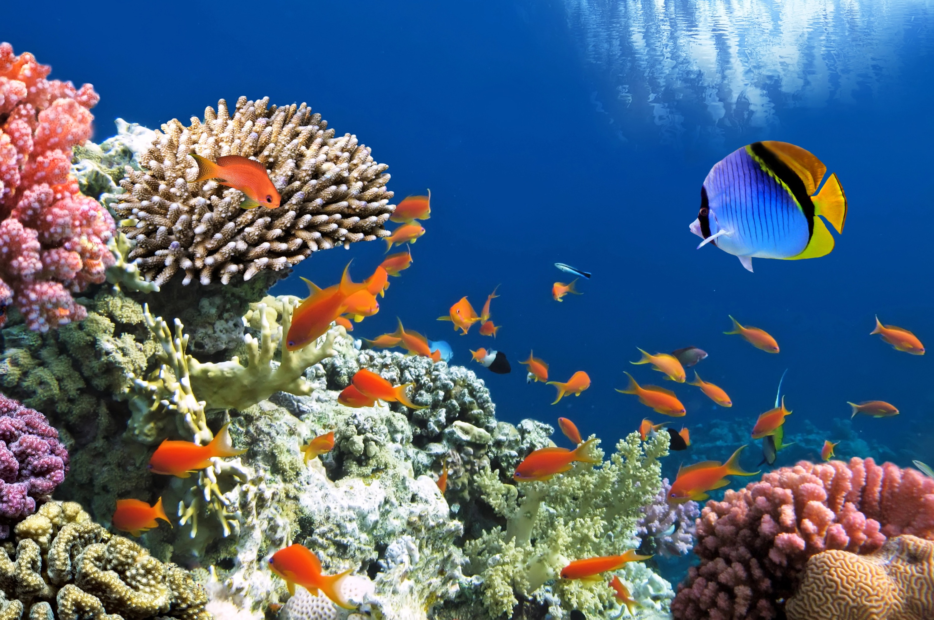 Sharm el-Sheikh — Destination Guide